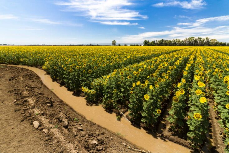 sunflower fields in california 2
