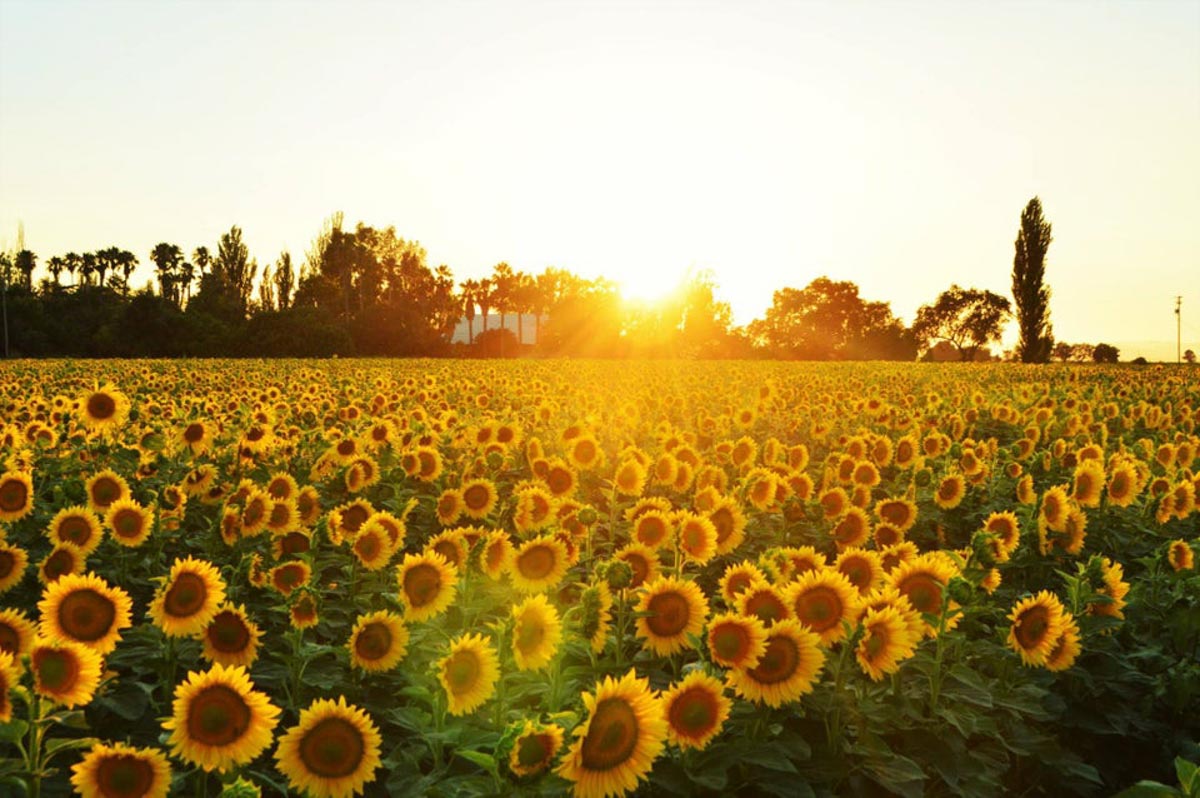 19 Sunflower Fields in California (2022) You'll Love 10 sunflowers near winters