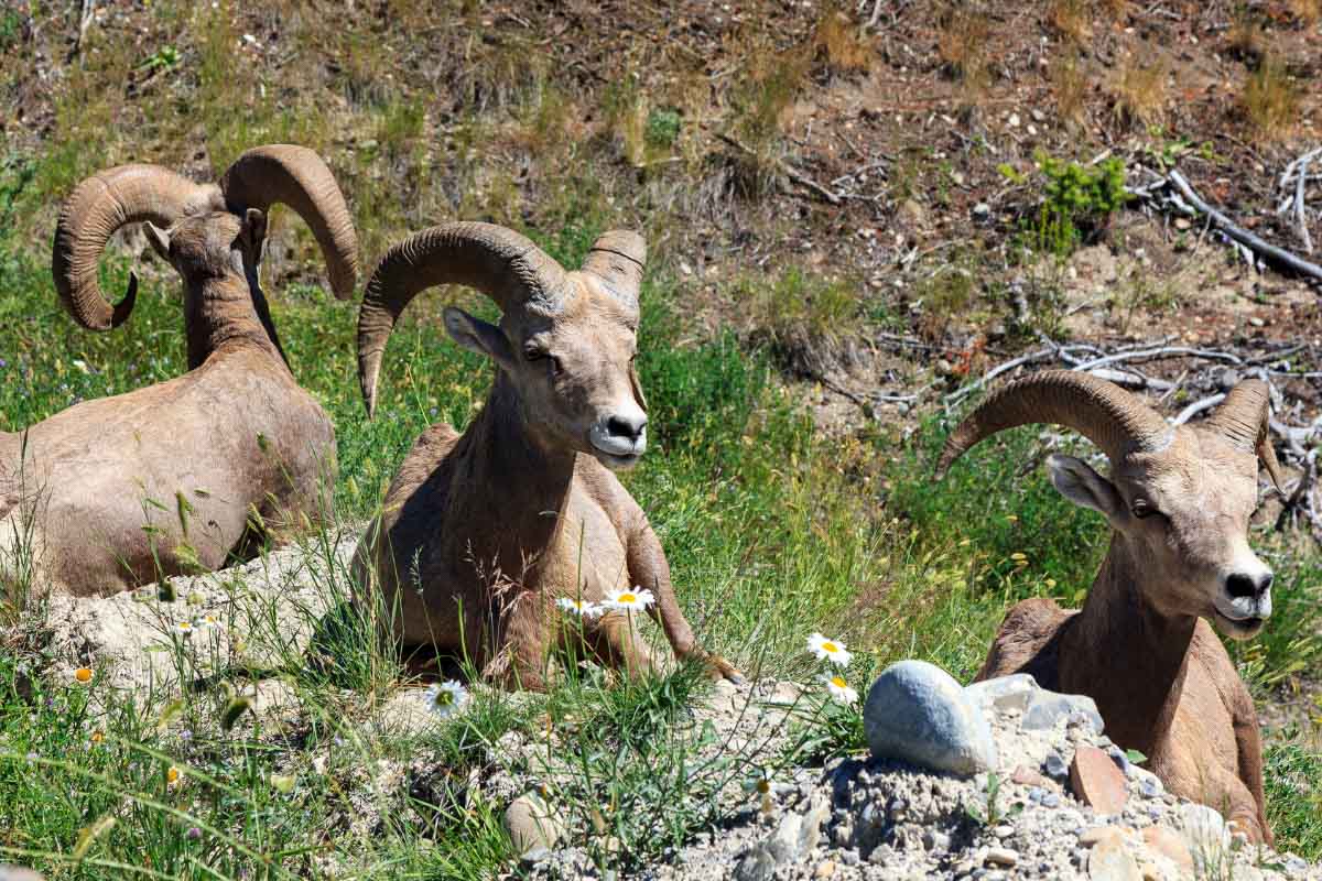 three big horns in colorado