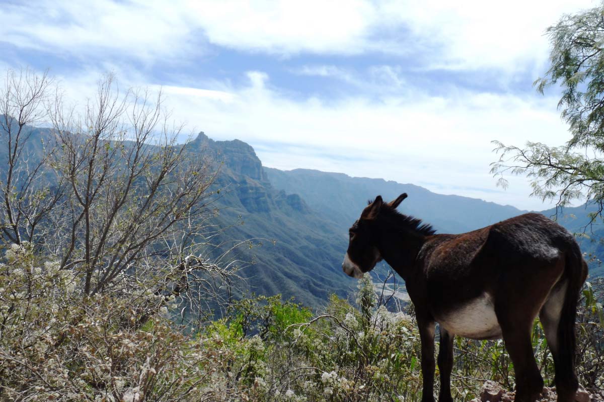 23 Must-See Landmarks in Mexico (2022) You'll Love 23 Copper Canyon