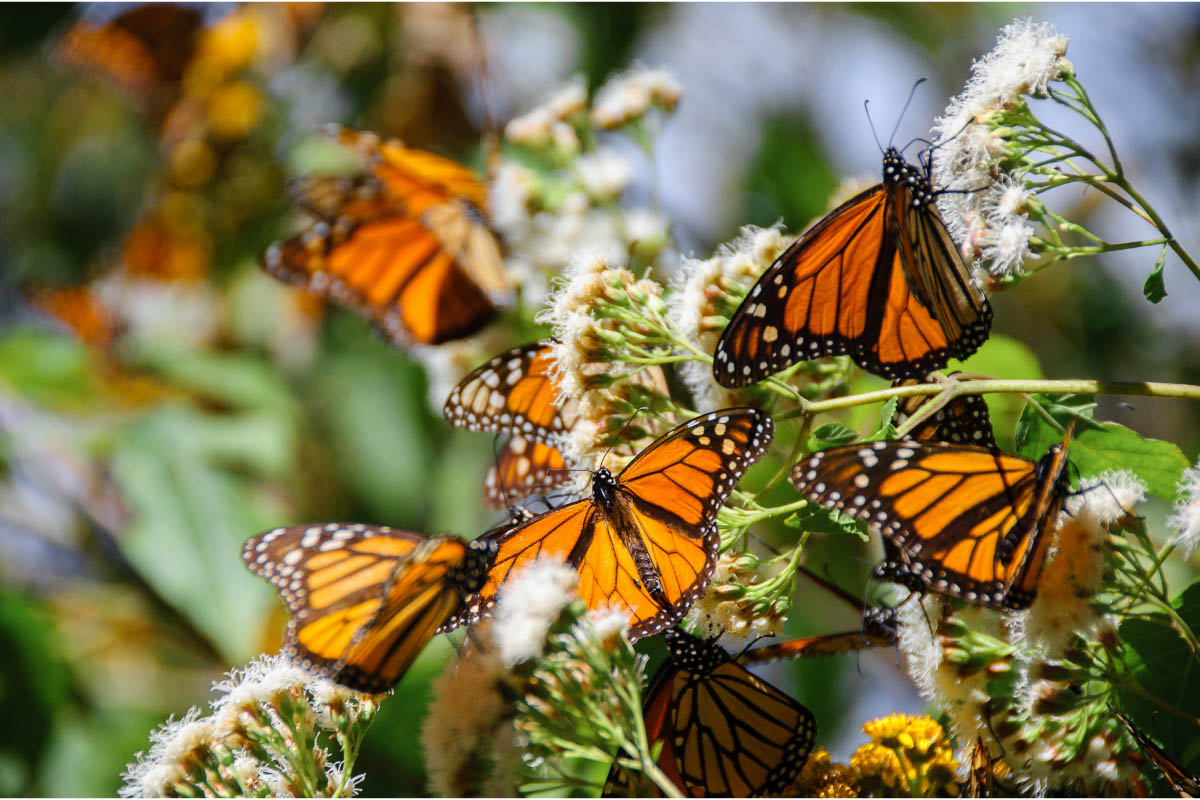 37 Best Places to Visit in Mexico You'll Love 22 Monarch Butterfly Biosphere Reserve
