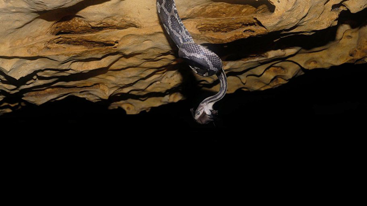 cave of the hanging snake
