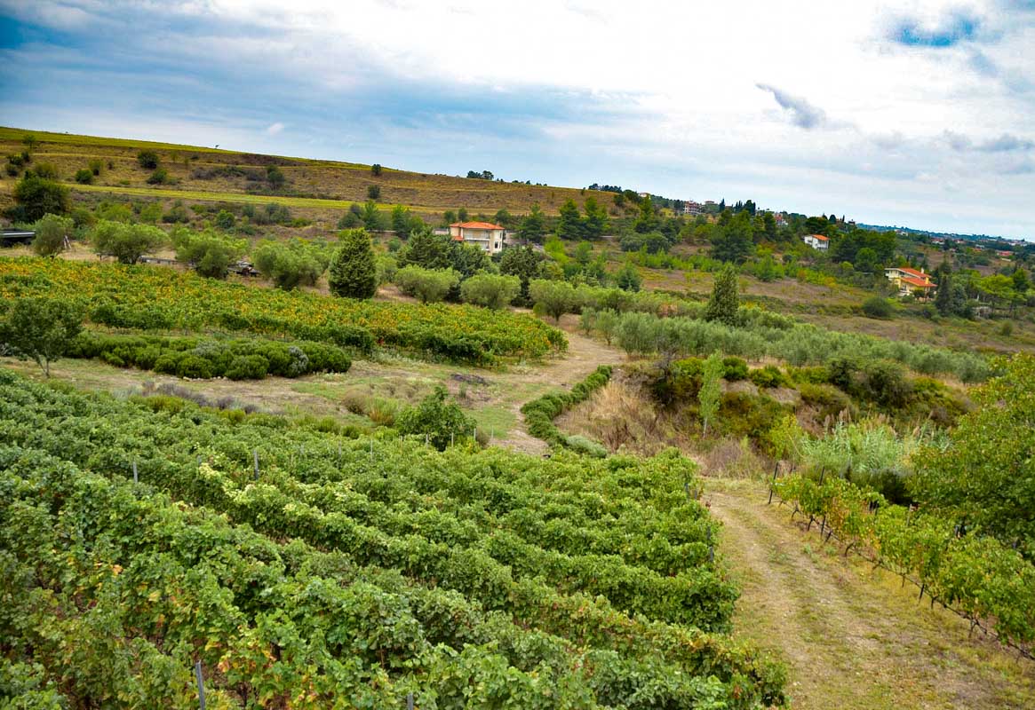 domain florian vineyards