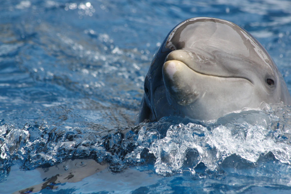 smiling facts about dolphins