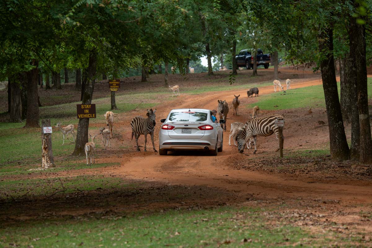Cherokee Trace Drive-Thru Safari.