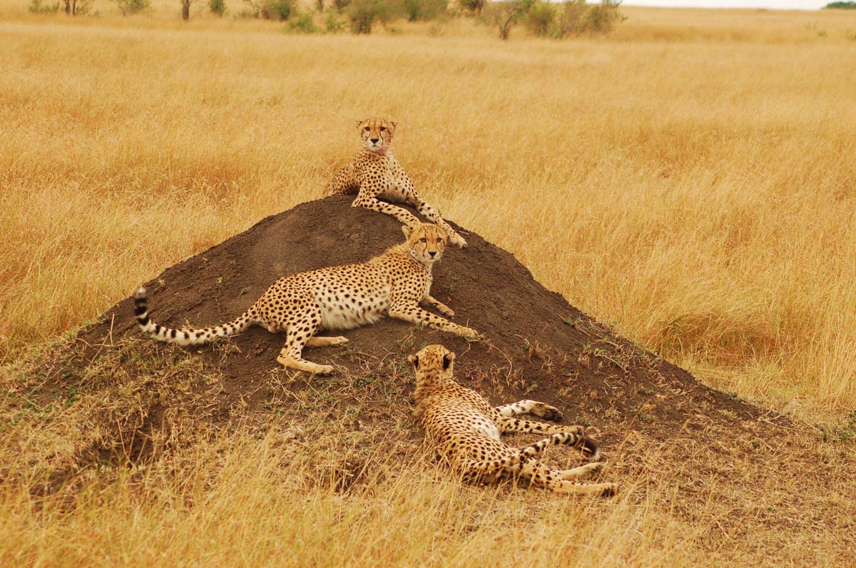 Masai Mara cheetahs