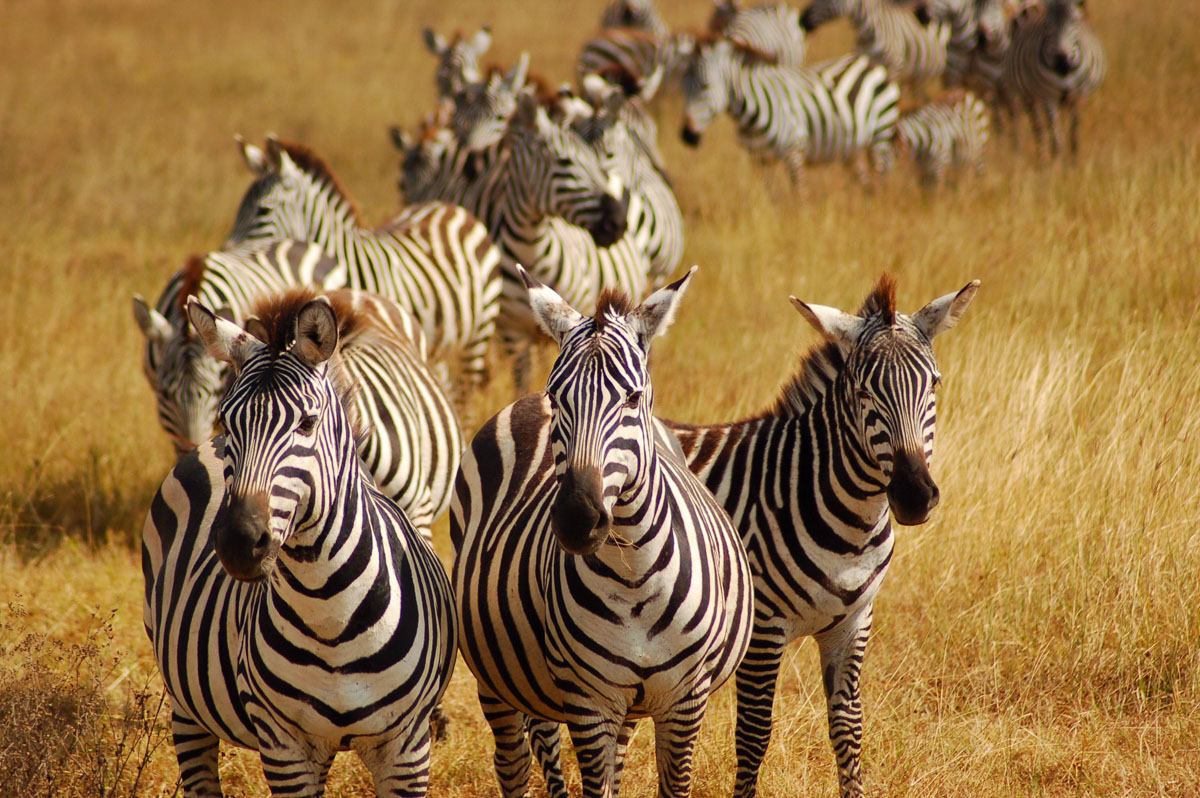 Ngorongoro Crater zebras