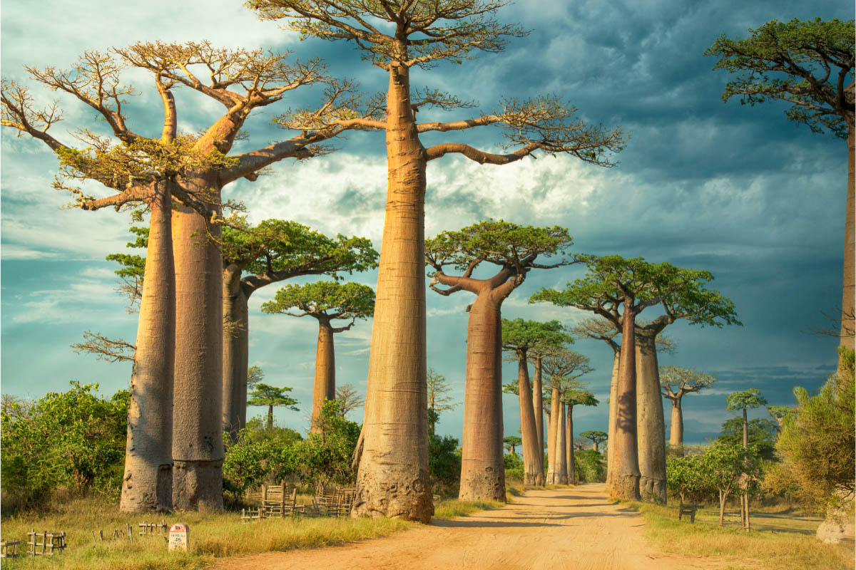 The Avenue of Baobabs, Madagascar
