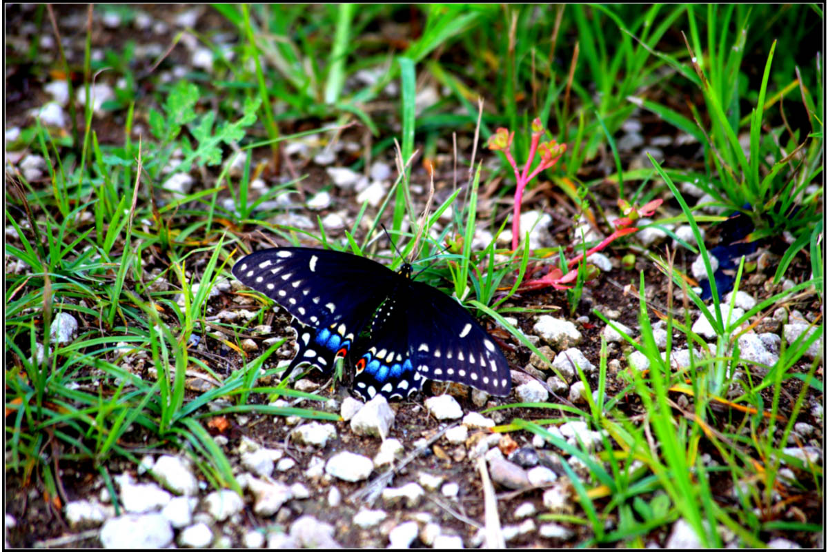 butterfly world florida