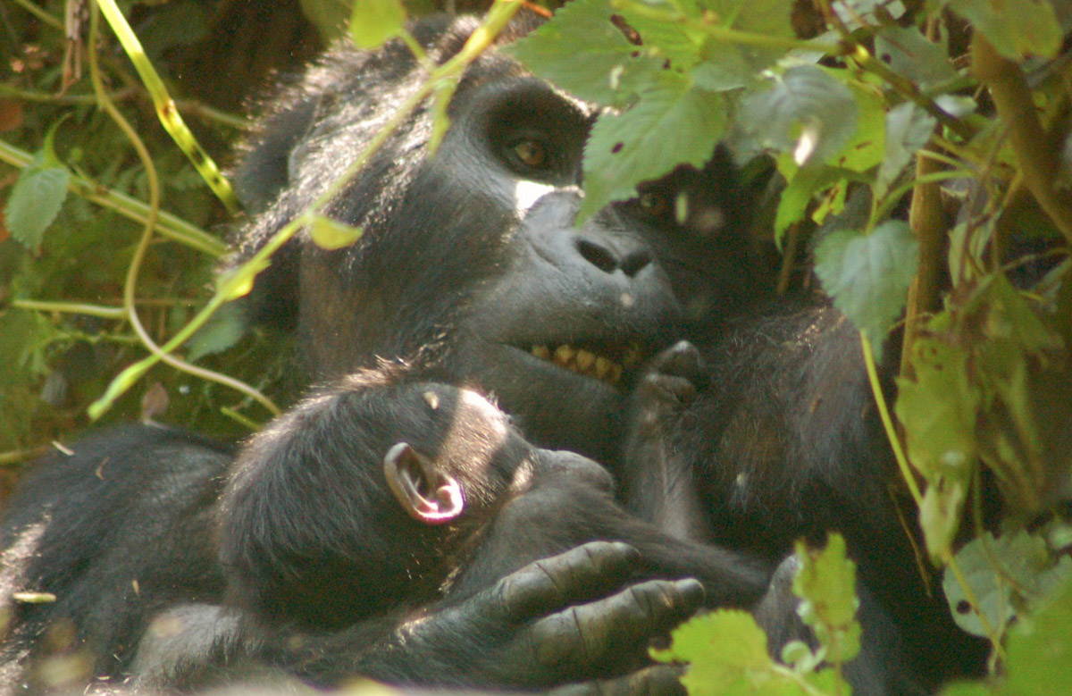29 Best Africa Landmarks (2022) I How Many Do You Know? 29 gorillas96