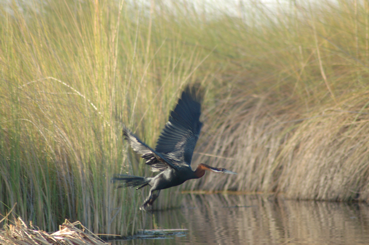okavango delta Bird in flight
