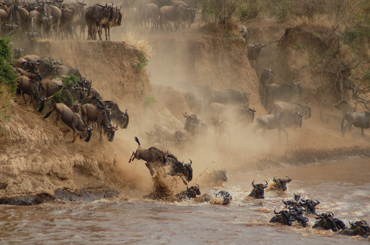 the migration masai mara