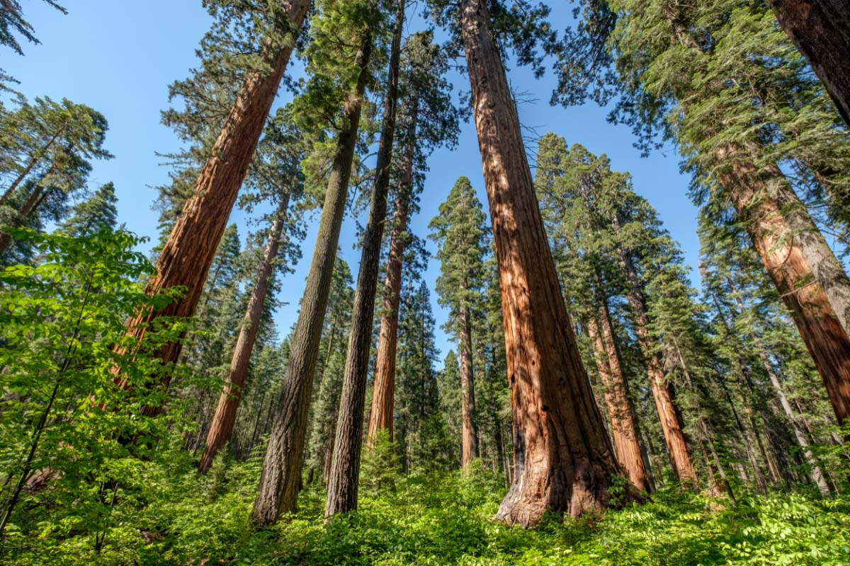 Calaveras Big Trees State Park sequoia trees
