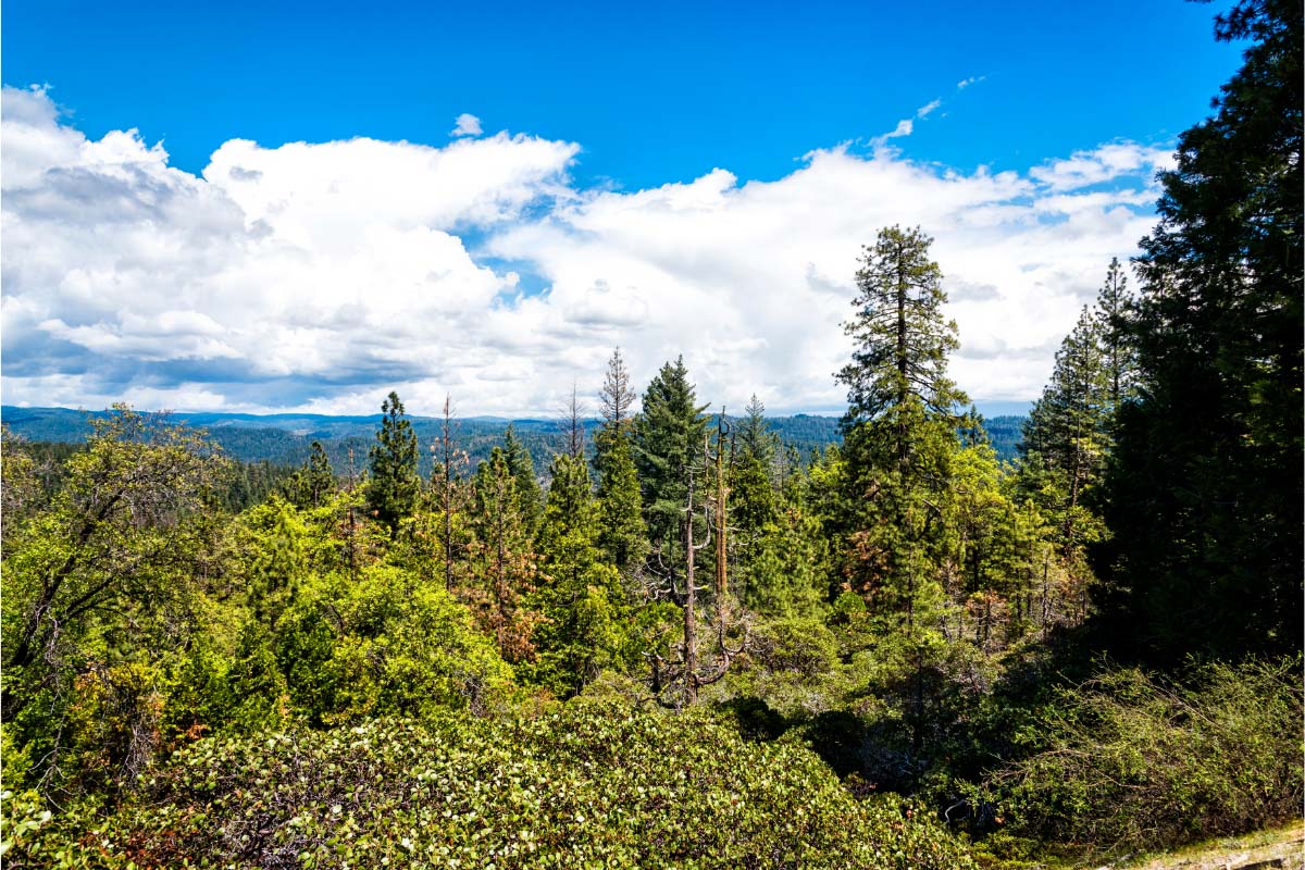 27 Best Weekend Trips From San Francisco (2022) for a Terrific Getaway 36 Calaveras Big Trees State Park
