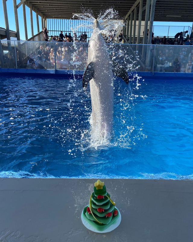 33 Great Things to Do in Destin Florida You'll Love 17 Gulfarium Marine Adventure Park