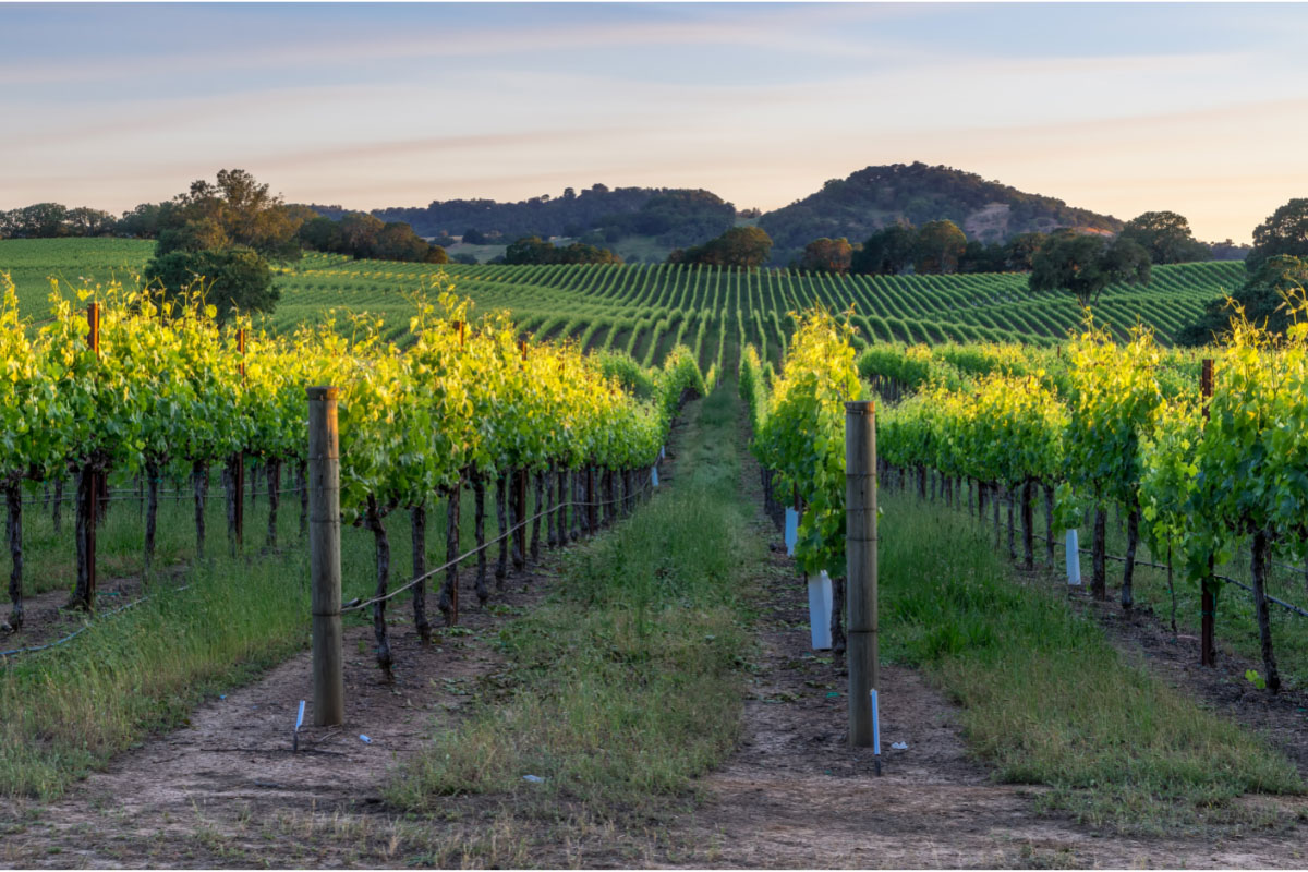 27 Best Weekend Trips From San Francisco (2022) for a Terrific Getaway 14 Healdsburg vineyards