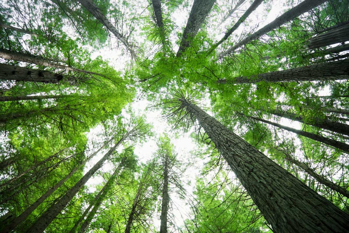 Humboldt Redwoods State Park trees