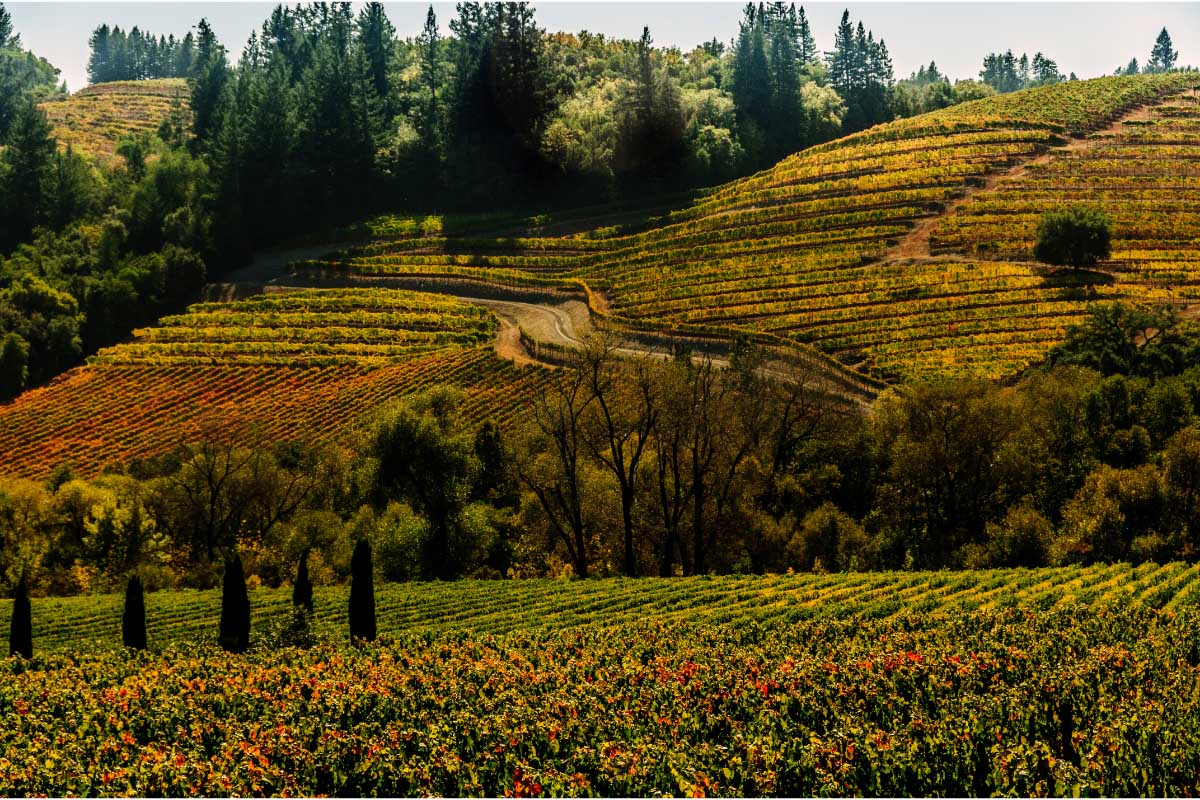 27 Best Weekend Trips From San Francisco (2022) for a Terrific Getaway 16 Yountville vineyards