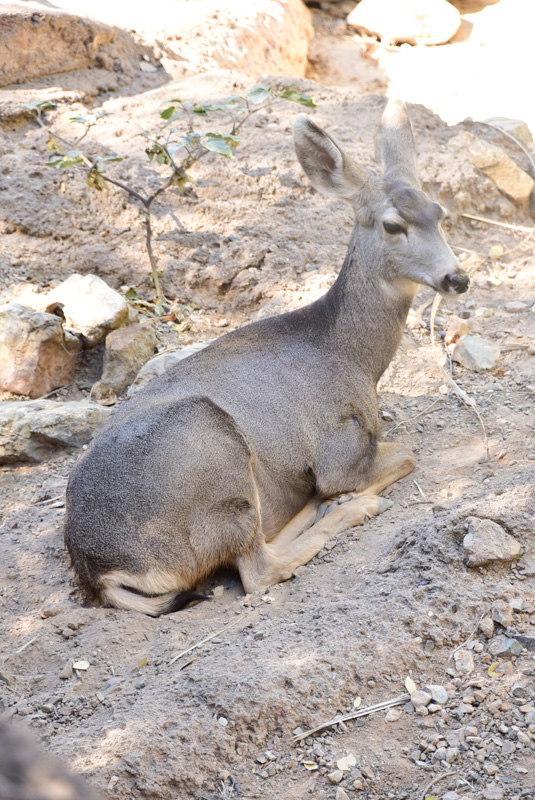 11 Best Places to See the Sunset in Tucson (2022) 10 arizona sonora desert museum