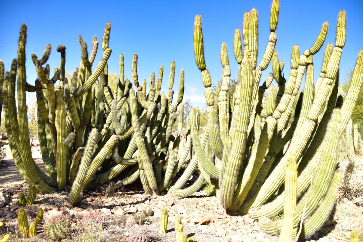 11 Best Places to See the Sunset in Tucson (2022) 9 arizona sonora desert museum