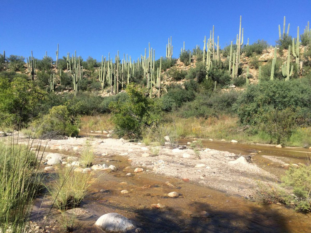 11 Best Places to See the Sunset in Tucson (2022) 45 catalina state park