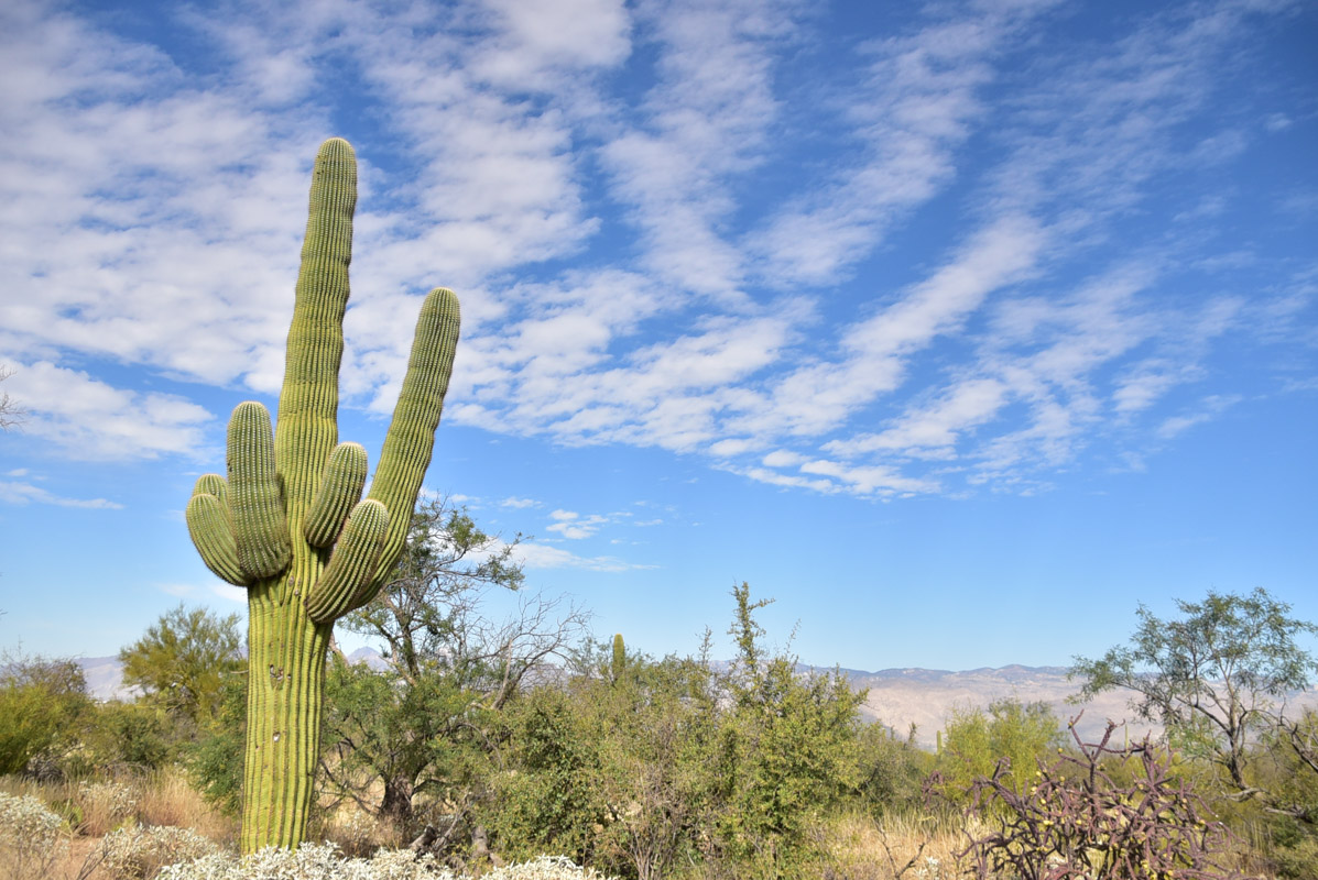 saguaro national park east warm places to visit in January in the usa