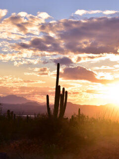 saguaro park west sunset