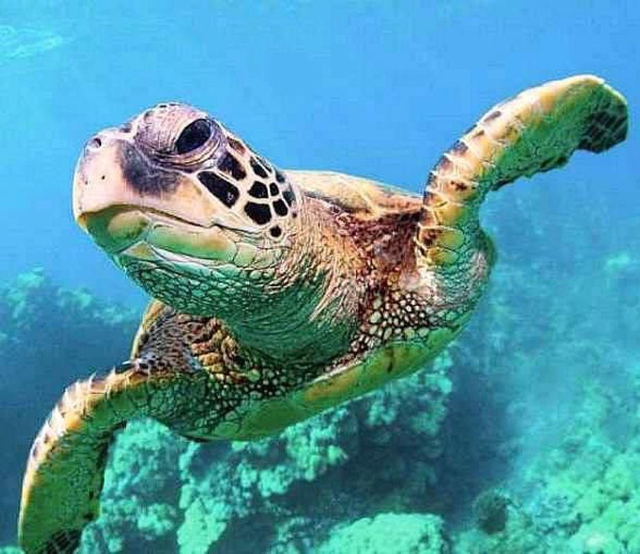 las vegas aquarium turtle