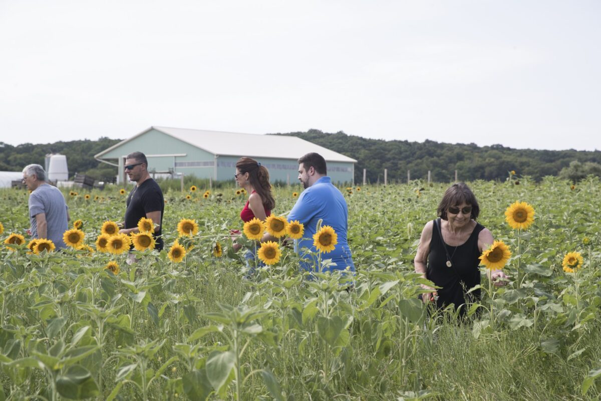 Garden of Eve sunflower farm