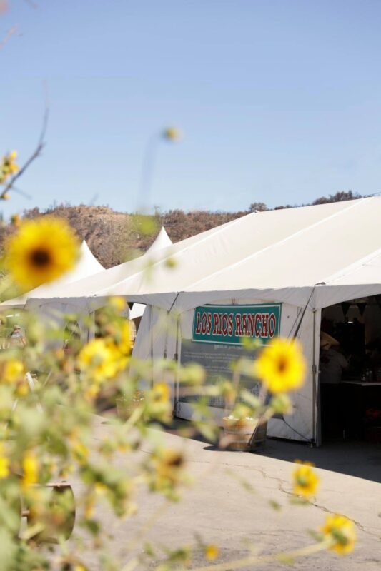 19 Sunflower Fields in California (2022) You'll Love 13 rileys at los rios