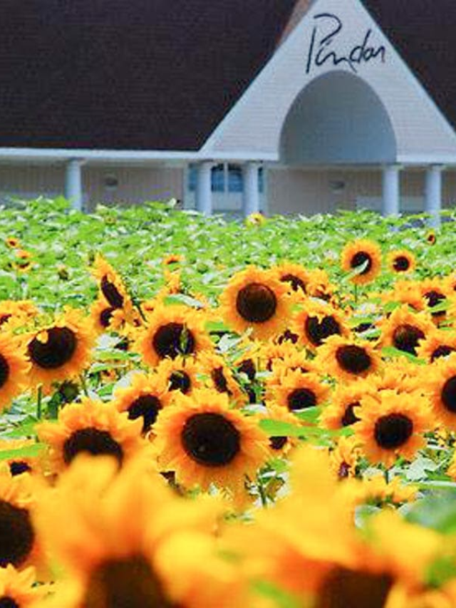 15 Spectacular Sunflower Fields in Long Island Story