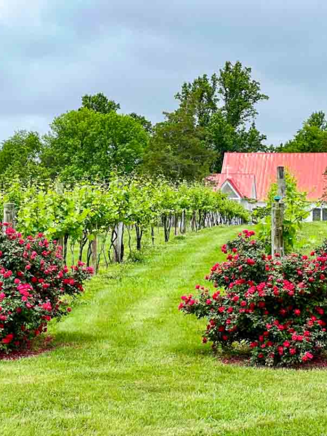 15 Wineries in Charlottesville Va You’ll Love Story