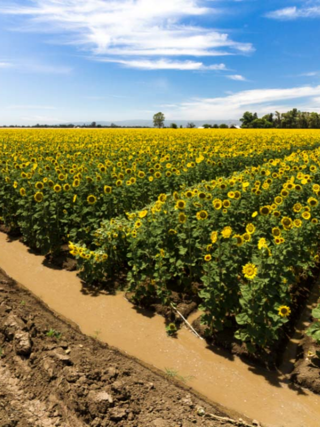 19 Sunflower Fields in California You’ll Love Story