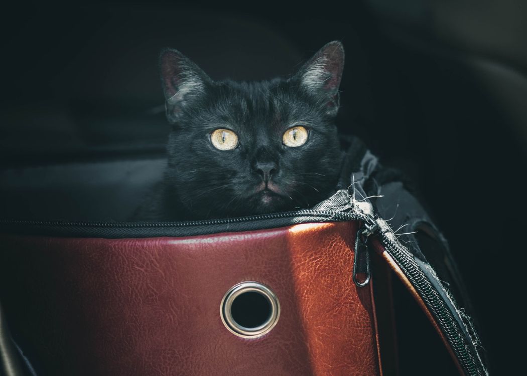 black-cat-carrier road trip with a cat