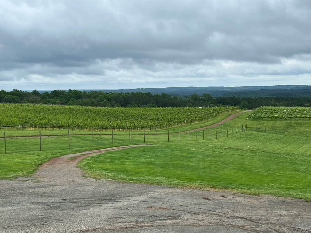 15 Wineries in Charlottesville Va (2022) You'll Love I Monticello Wine Trail 35 blenheim winery vines