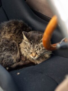 brown-cat-nap-car