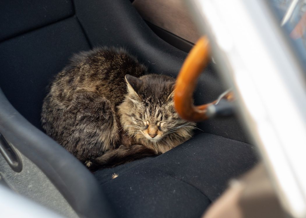 brown-cat-nap-car