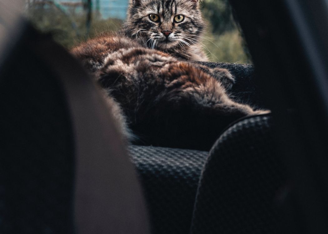 Road Trip With a Cat (2022) | 11 Tips for Car Travelling With Your Furry Feline 9 cat-car-road-trip