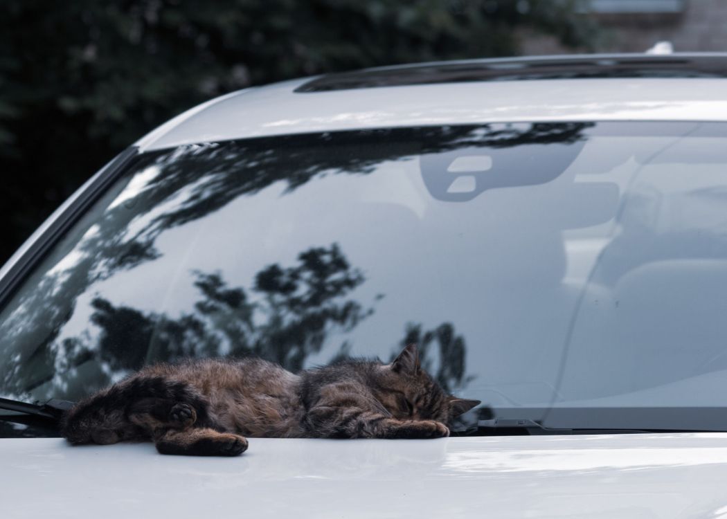 cat-sleep-car-view