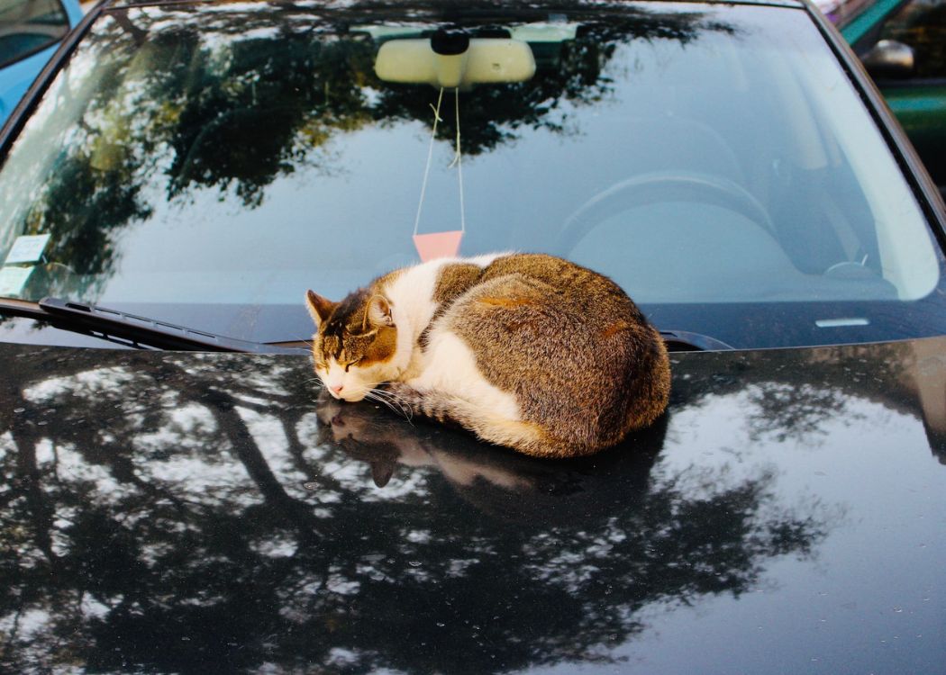 cat-sleeping-car