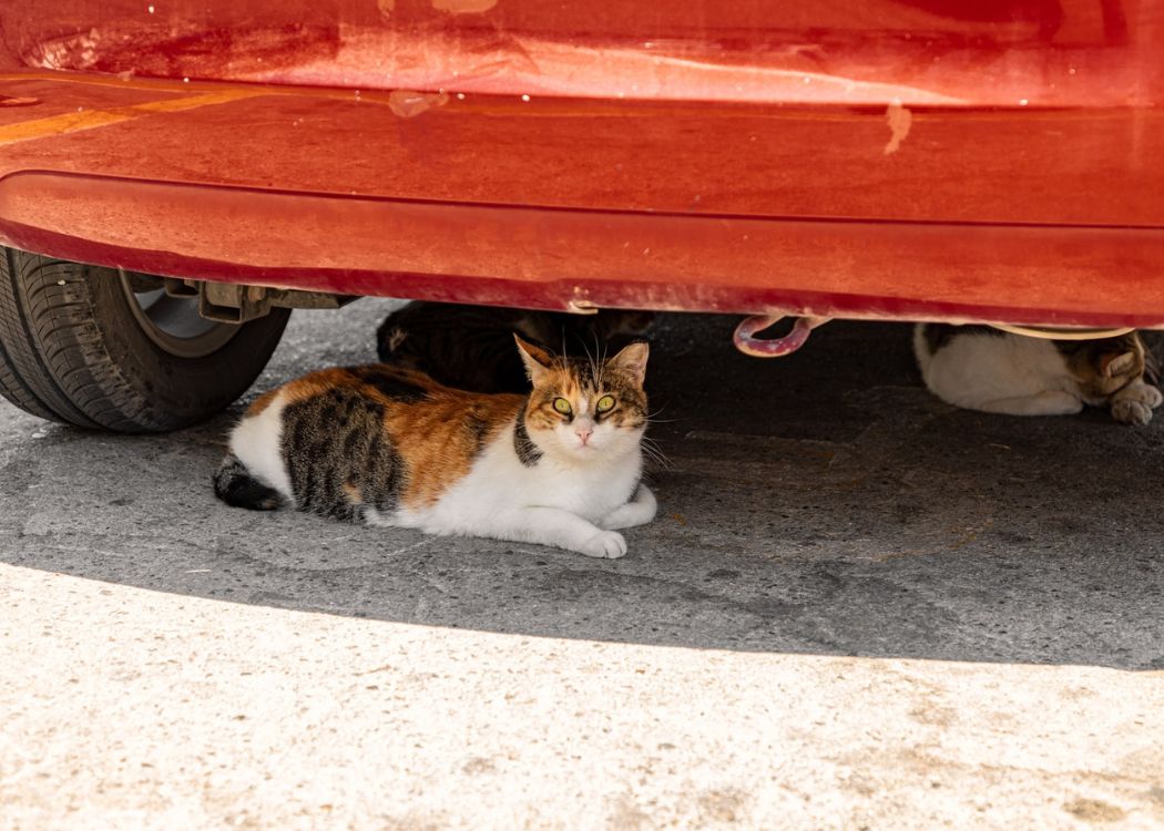 cat-under-car