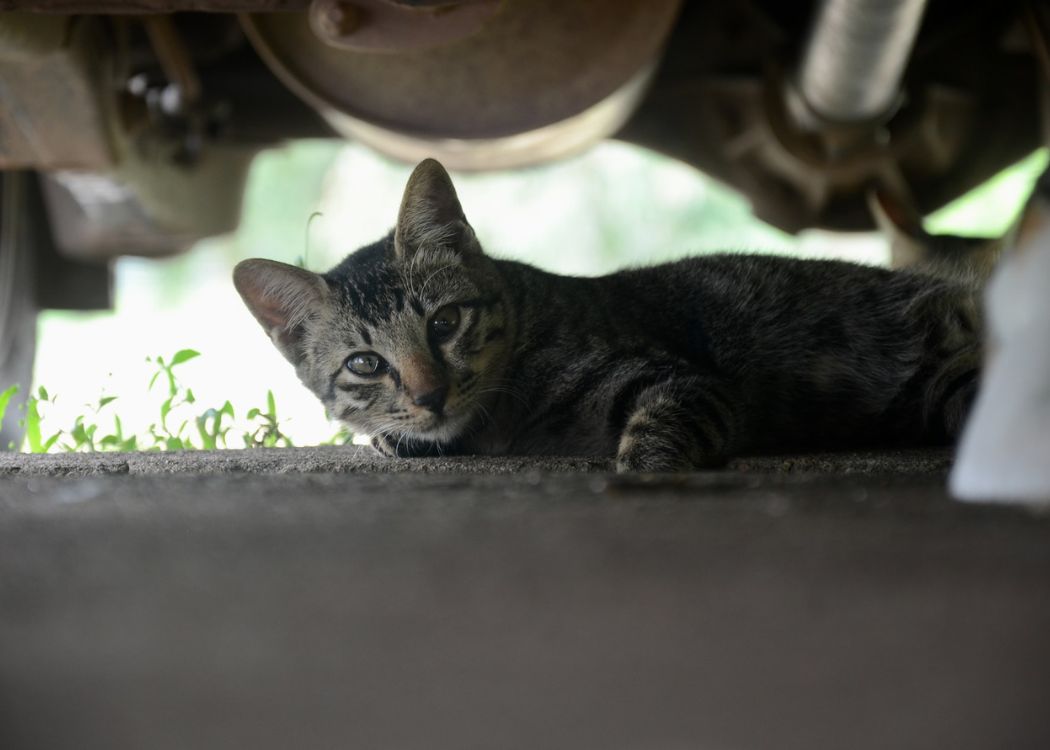 cat-under-car-view