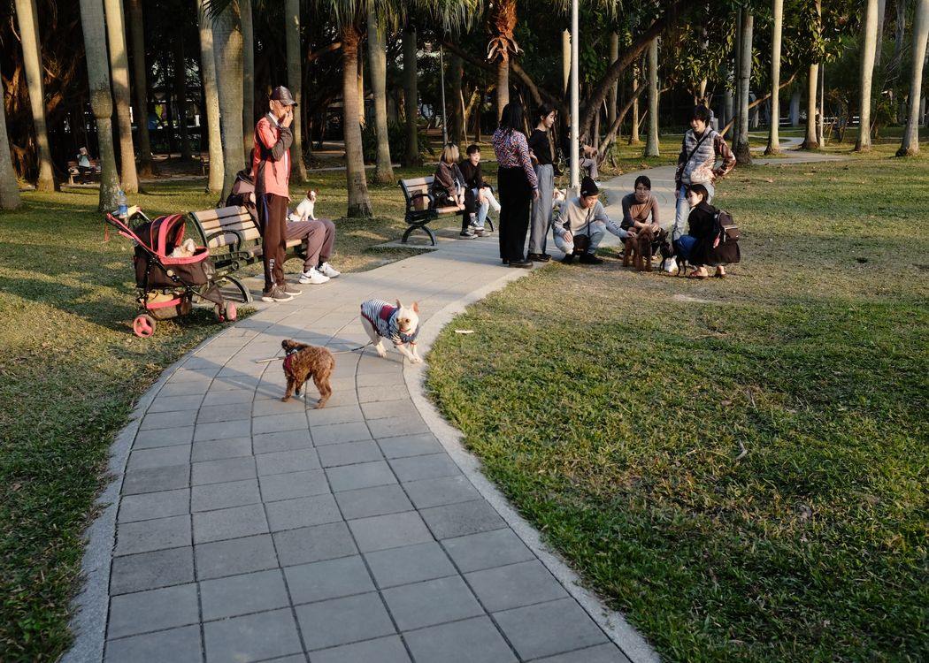How To Travel the World With a Dog (2022) | 10 Things To Know 8 dog-park