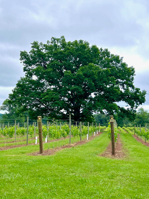 wisdom oak vines charlottesville wineries