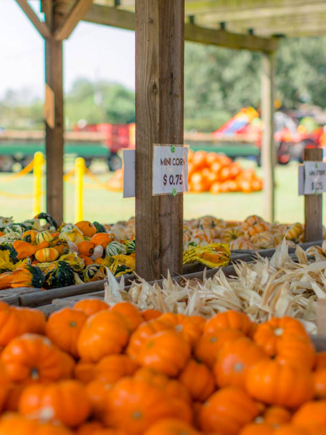 The 11 Pumpkin Patches in Houston You’ll Love This Fall Story