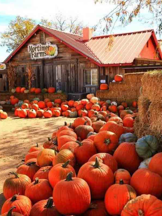 12 Best Pumpkin Patches in Arizona for Picking Story