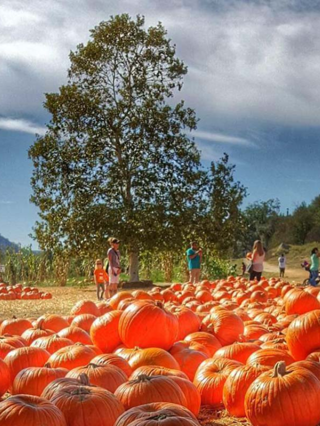 13 Best San Diego Pumpkin Patches | Farms for Kids & Families Story