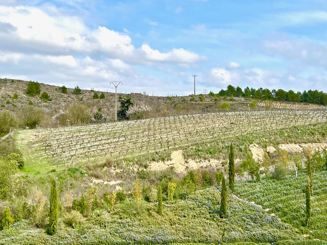 12 Top Rioja Wineries (2022) You'll Love 36 marques de ribera vineyeards
