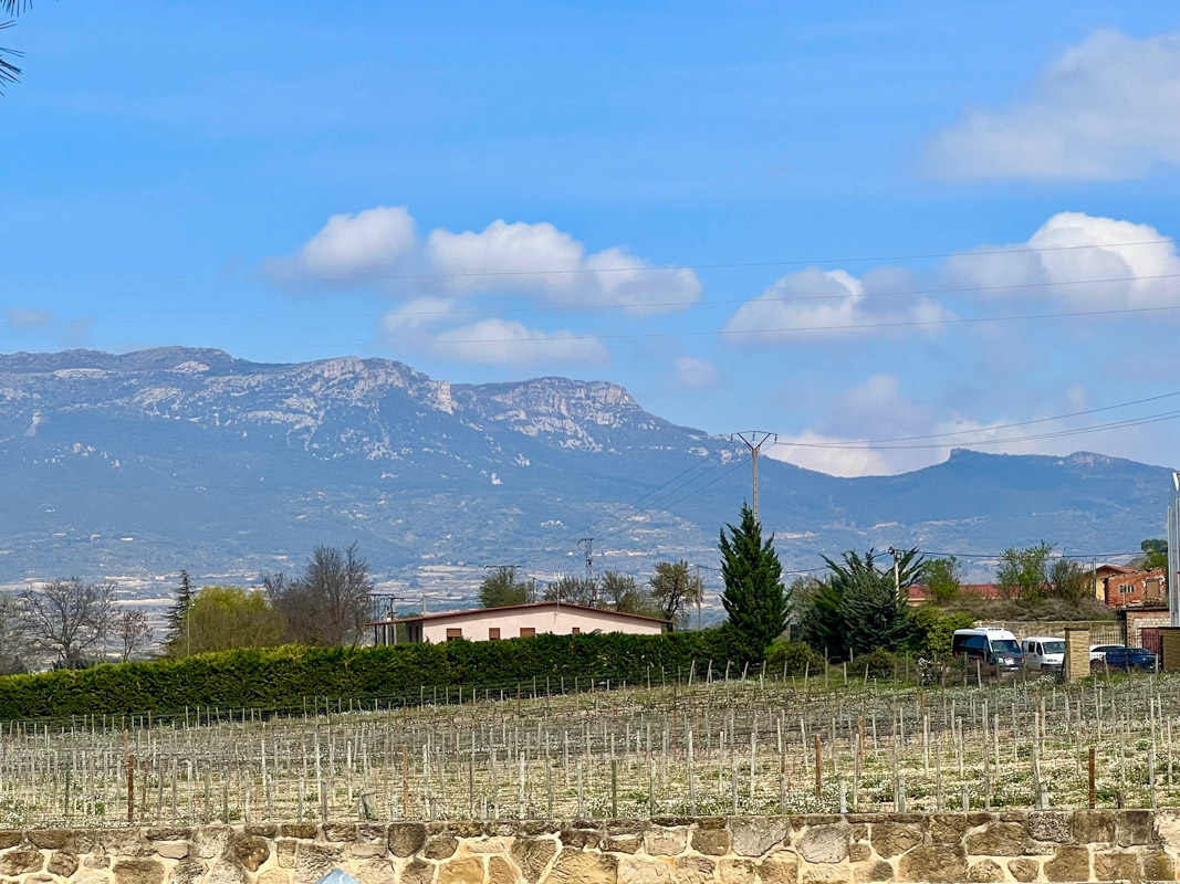 12 Top Rioja Wineries (2022) You'll Love 50 vivanco