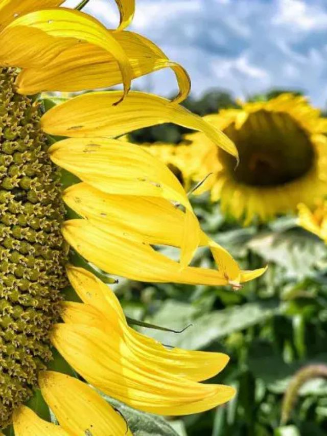 21 Sensational Sunflower Fields in Ohio Farms, Mazes and More Story
